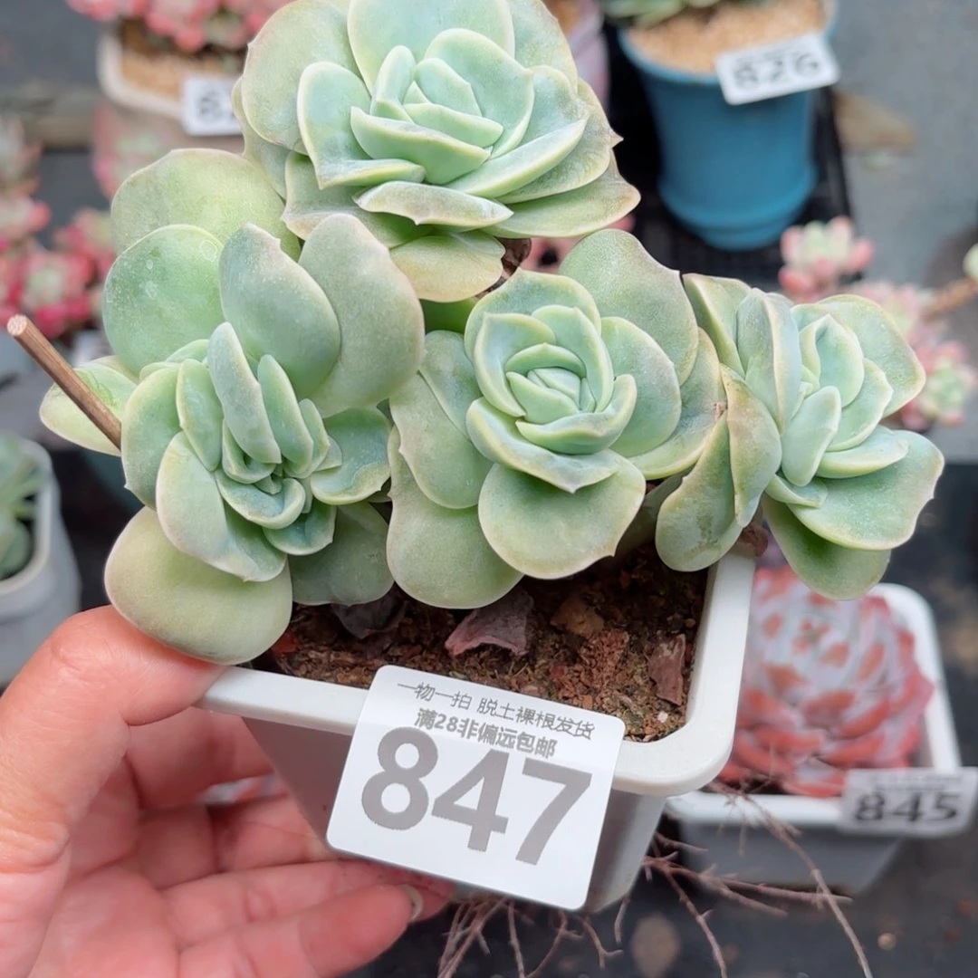 可爱玫瑰缀无盆土发货