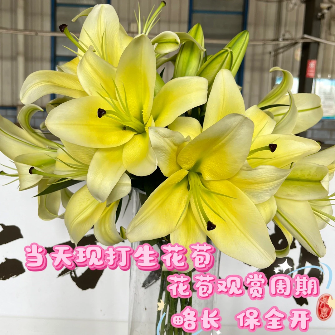 【A-级浓香型黄天霸（杆茎略细）】香水百合东北基地直发顺丰包邮