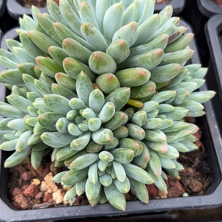 烟花美人，一物一拍