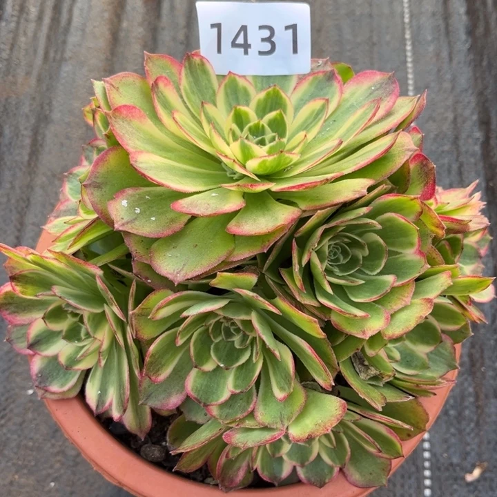 海鲜特价多肉发货