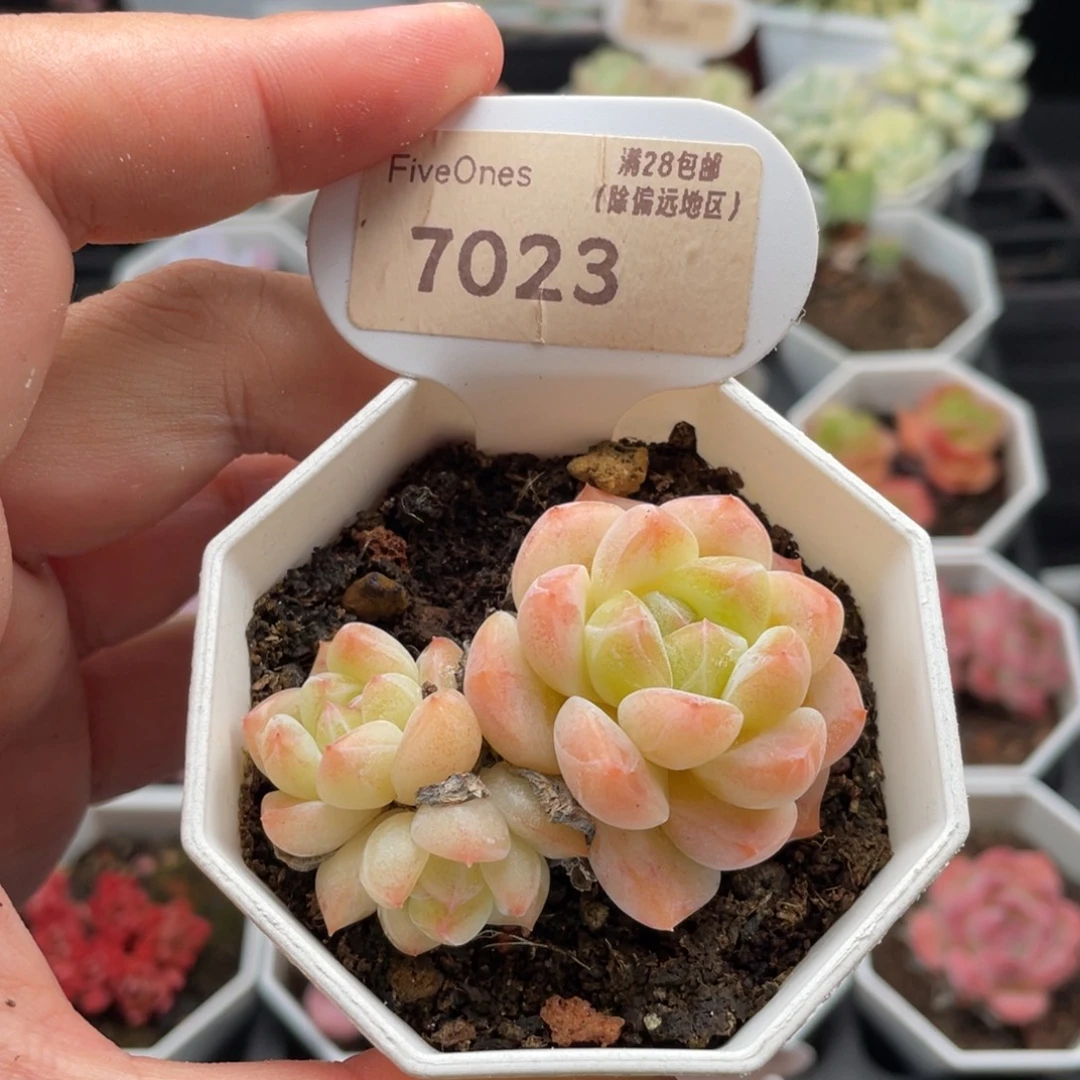 和田玉7023-6厘米