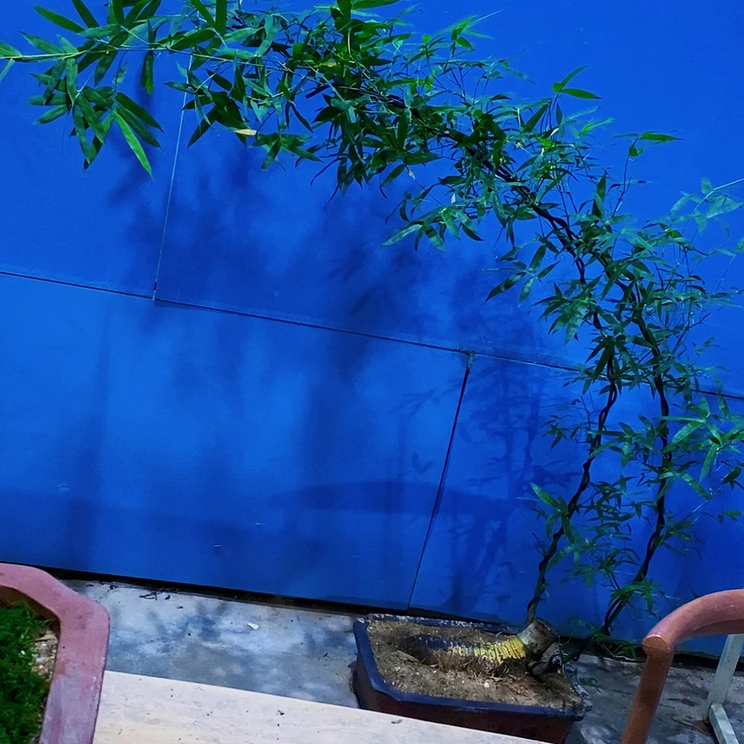 无花朵小叶簕竹一物一拍