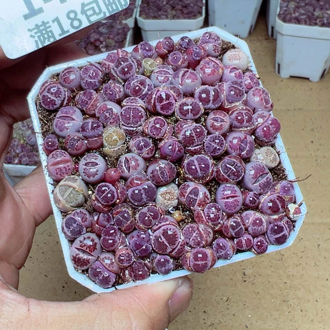 【闪购商品】 1464。