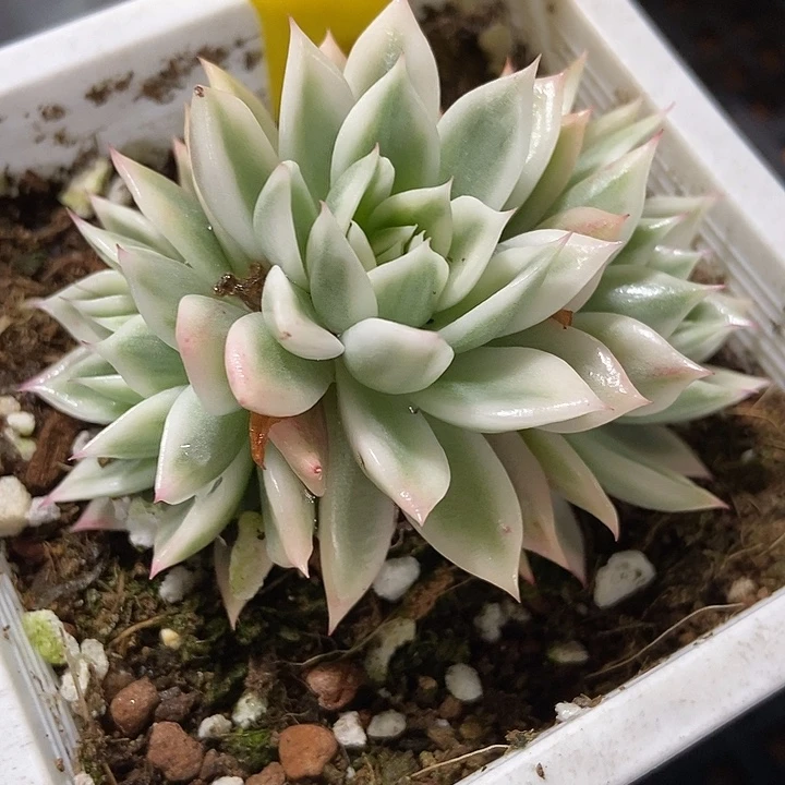 多肉植物蝴蝶飞锦876多肉