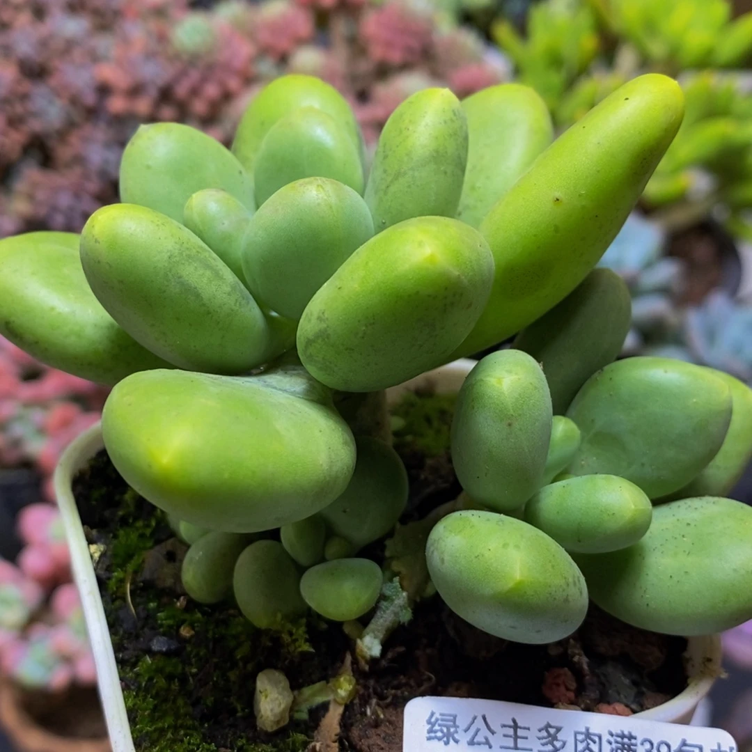 033芒果奶8cm多肉