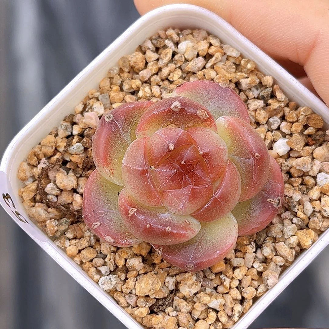 53  新品珍妮 满18包邮