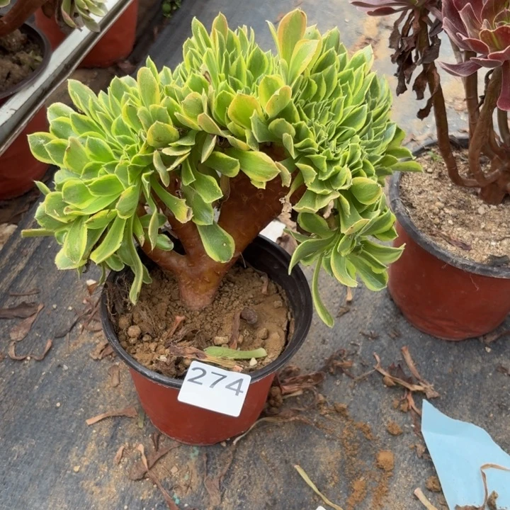 青檬缀多肉植物不包损274