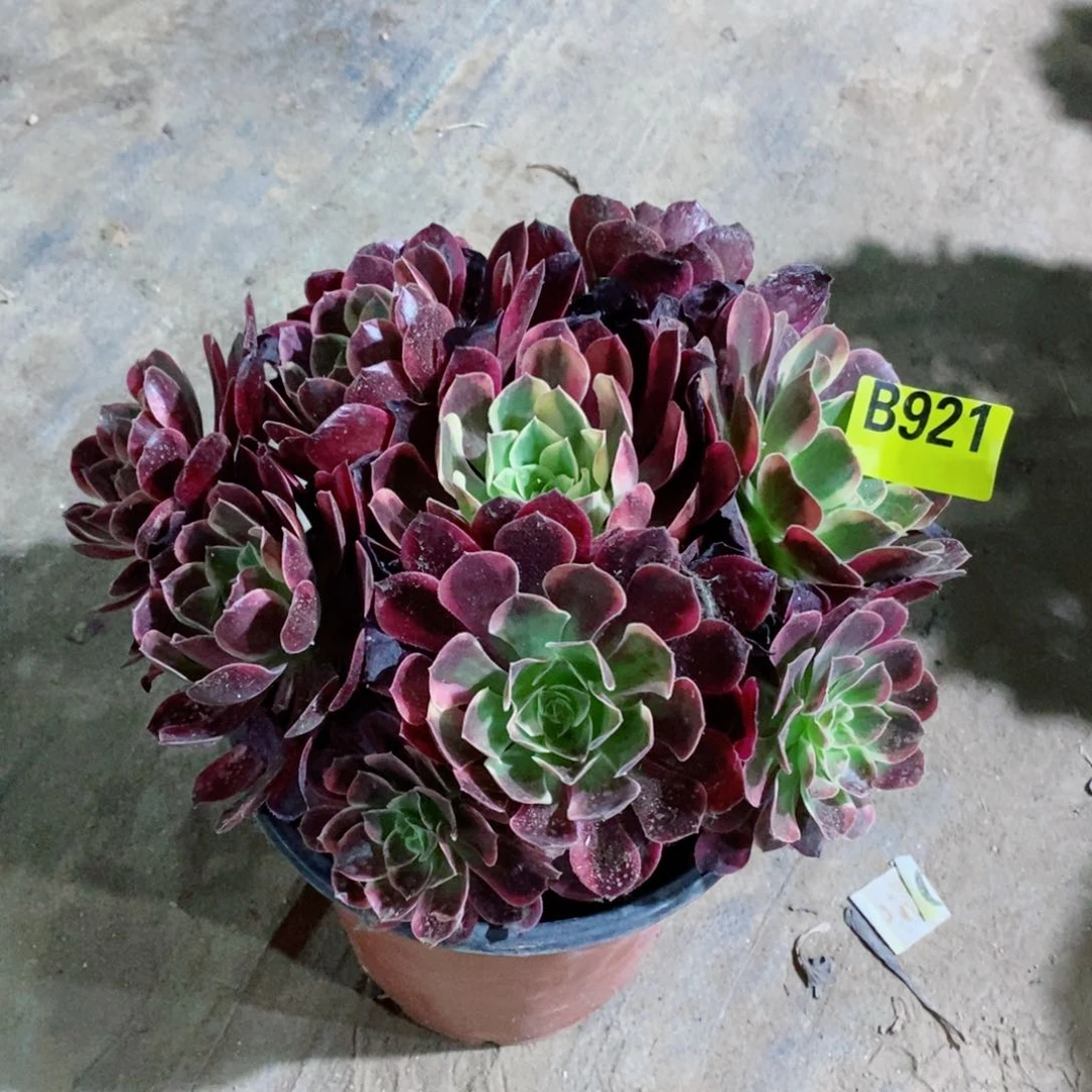 凤冠多肉法师丛林921