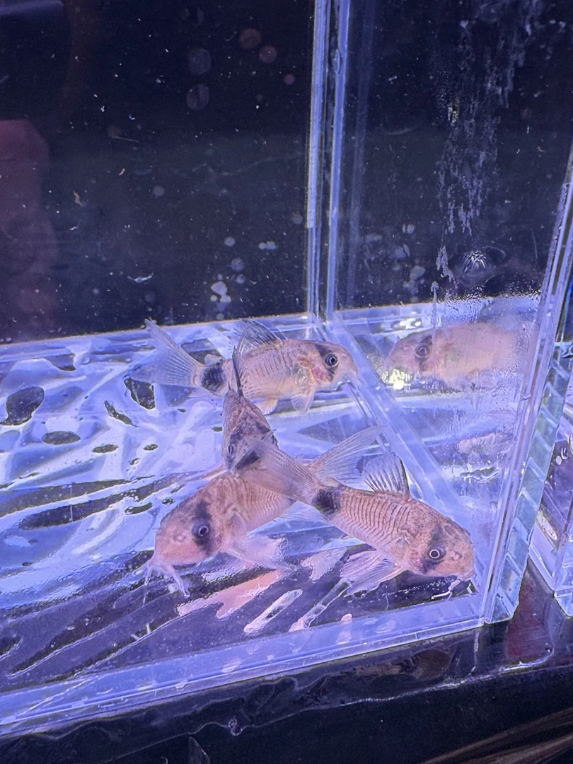 熊猫鼠鱼工具鱼清缸鱼【无开箱视频不报损】