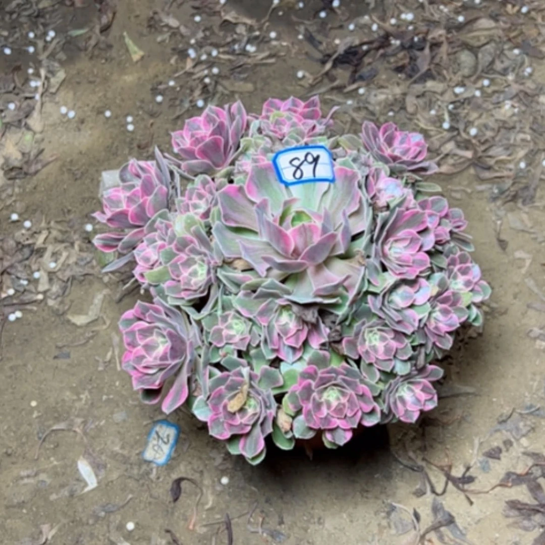 【闪购商品】周*粉女妖89