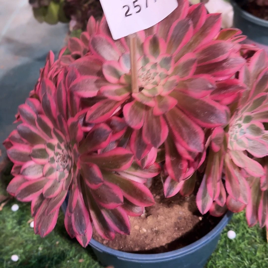 多肉植物粉铜2577福利品