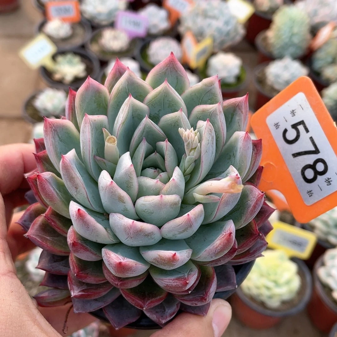 【闪购商品】578号