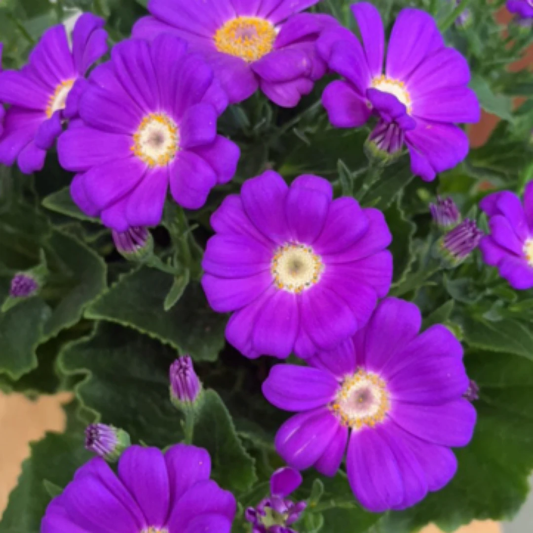 瓜叶菊紫色盆栽中盆