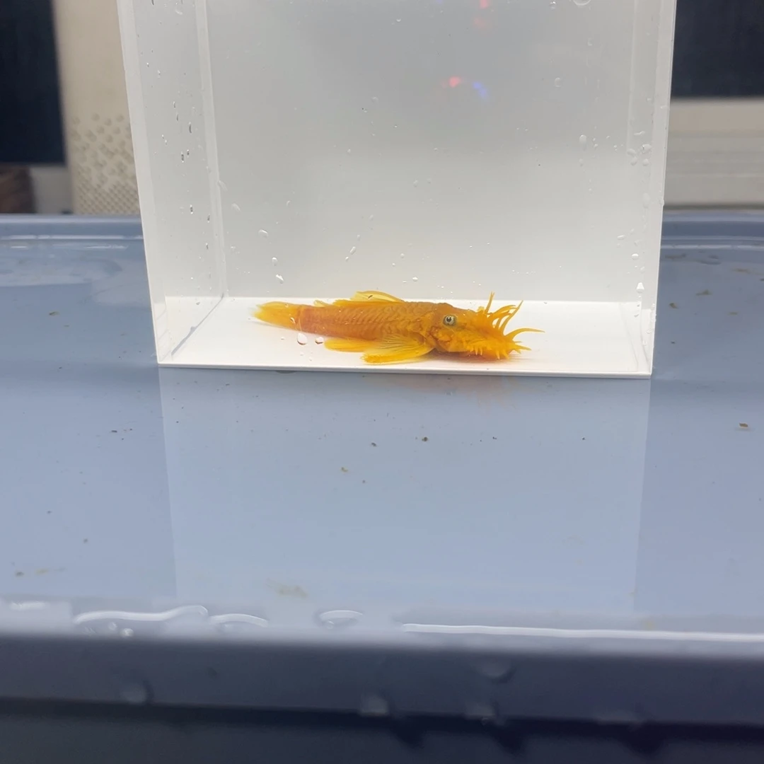 孔雀鱼胡子大公一条开箱视频报损