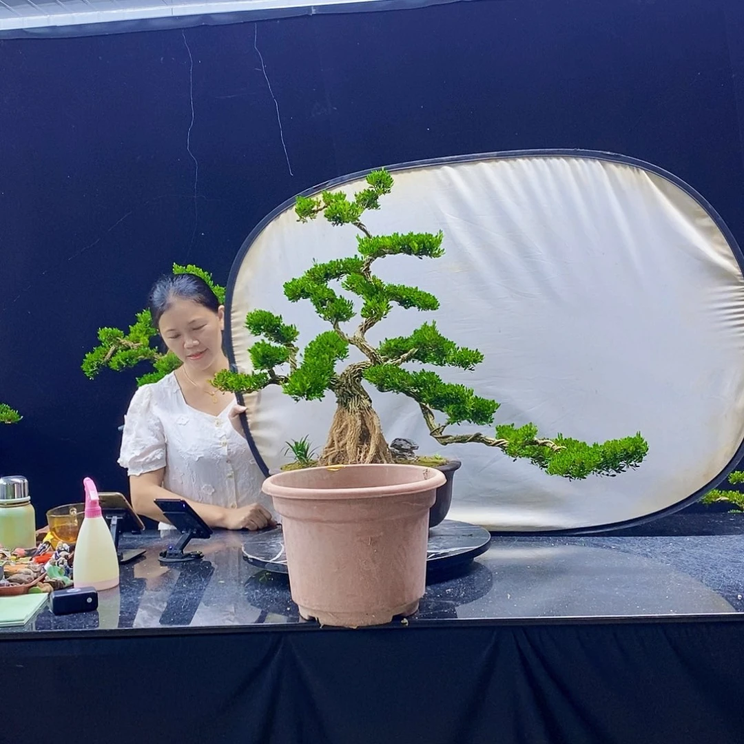 无花朵渡*黄杨盆景造型