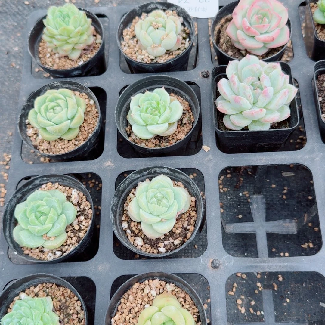 22-74多肉杂交糖心珍妮混十棵量拍十七亩