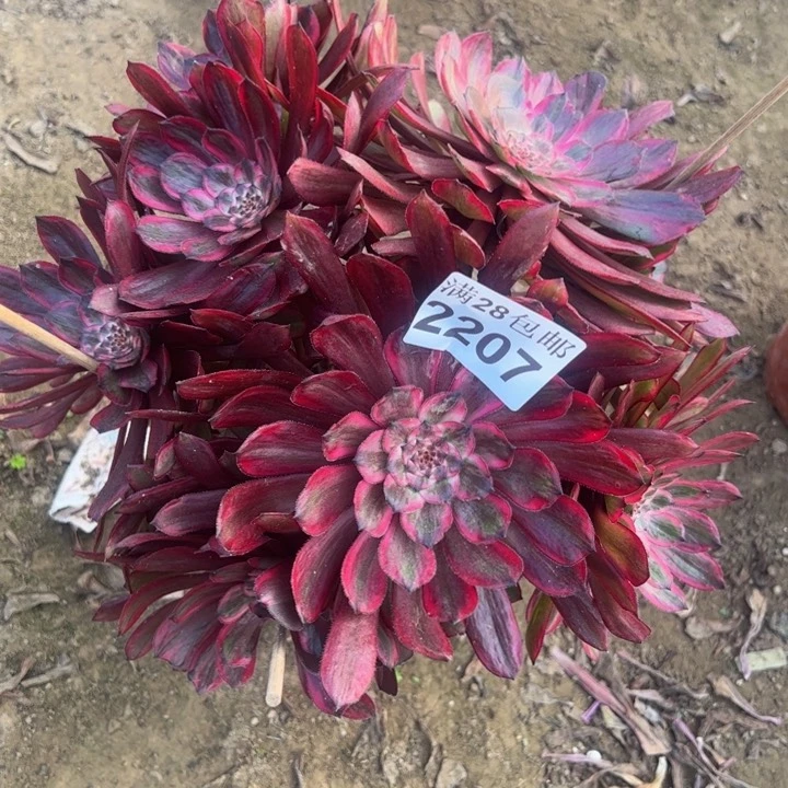 2207紫霞多肉植物