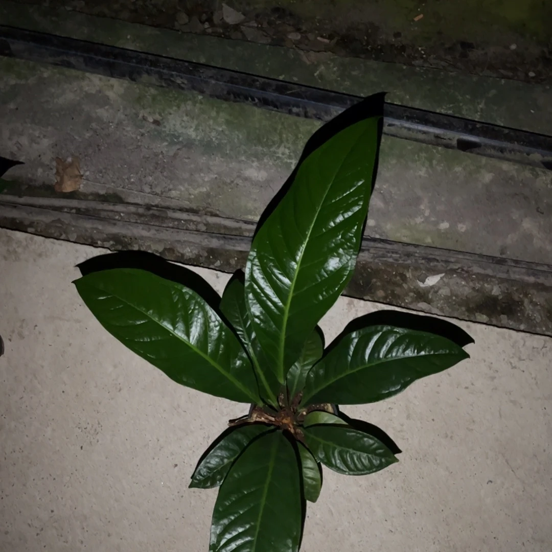 无花朵垂叶花烛福利