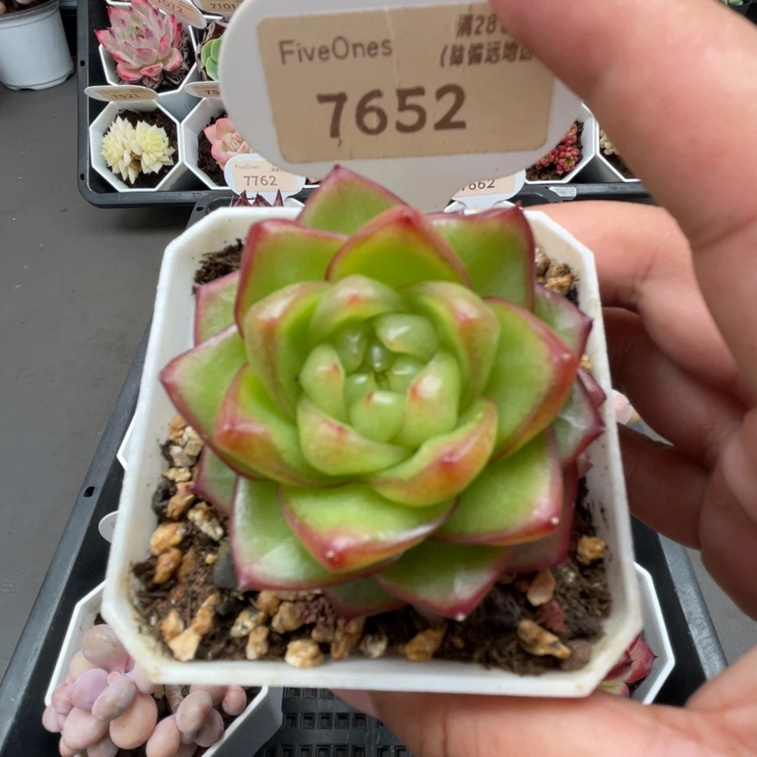 7652冰菓珍妮4.5厘米