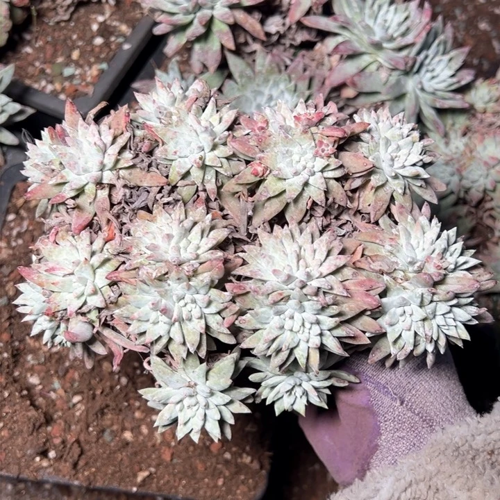 991哈哈哈哈哈哈哈哈