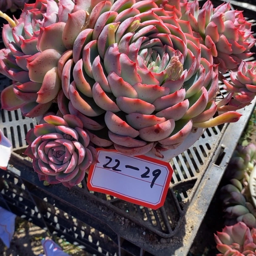 【闪购商品】逃*多肉植物