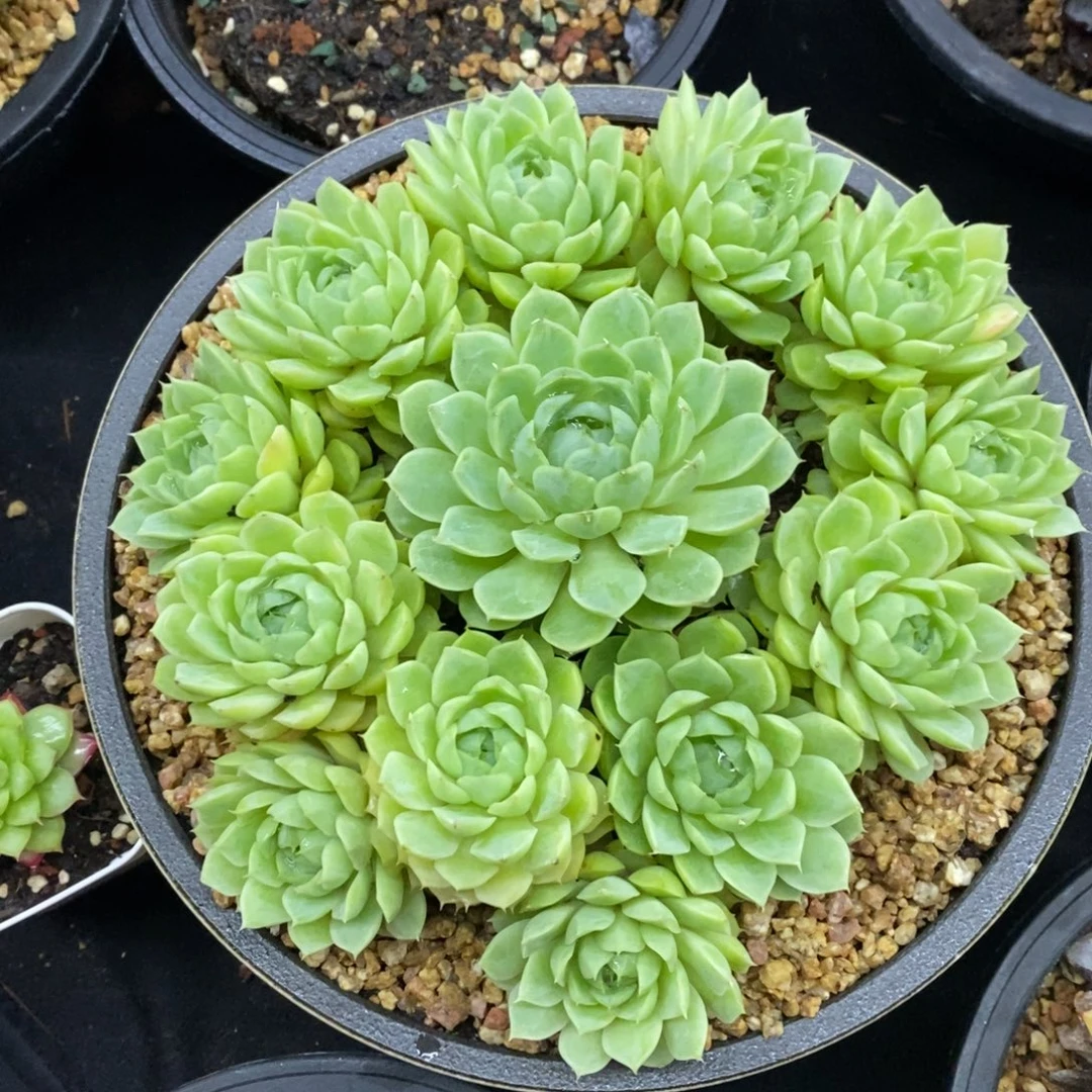 精品多肉一物一拍不包整280