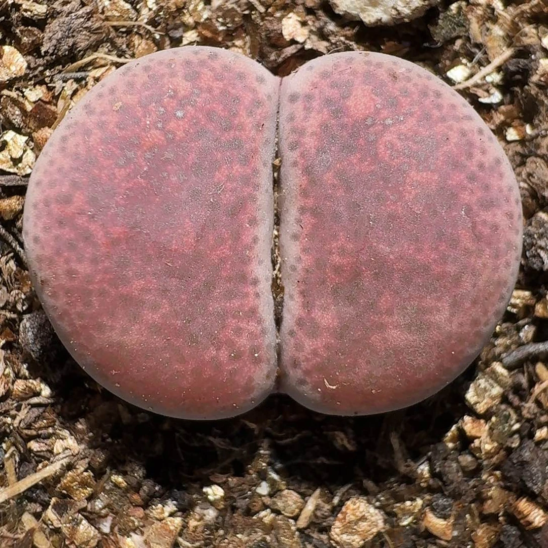 生石花等21111111。   275