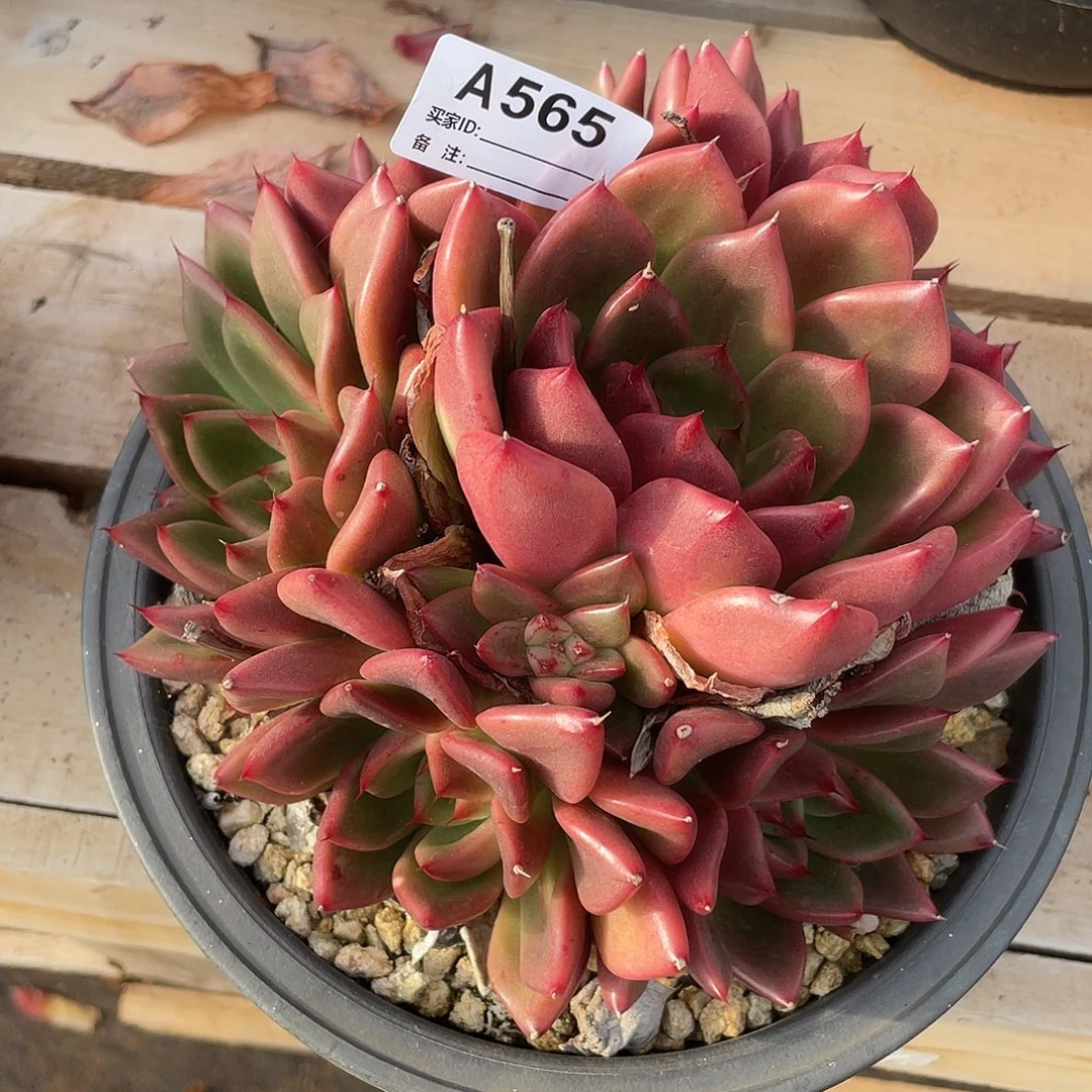 若如东云单拍A565