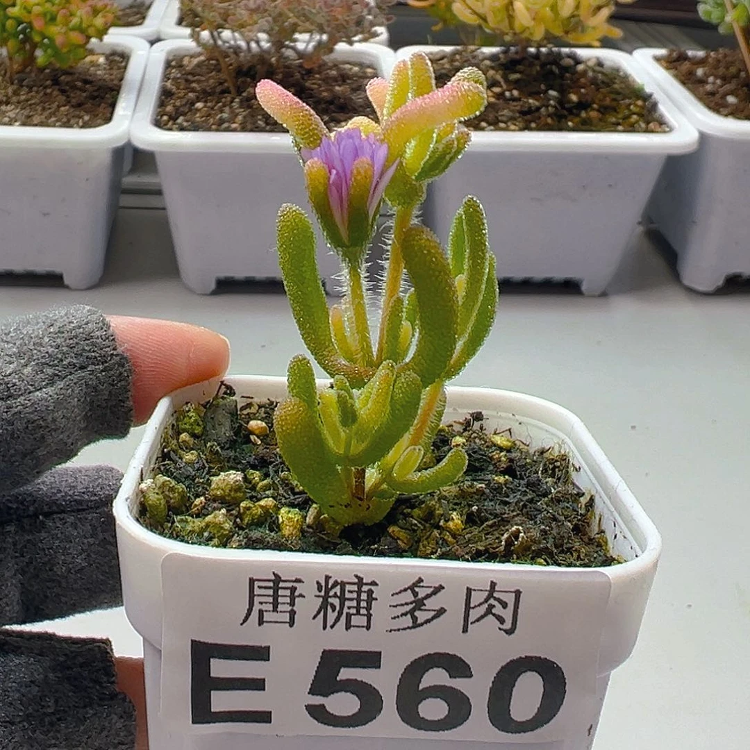 钻石黄化锦560。