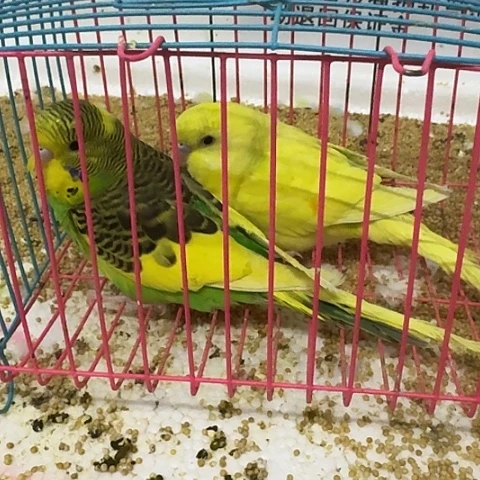虎皮鹦鹉大头在线