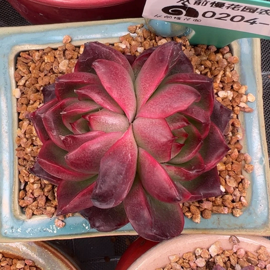 多肉一物一拍0204-124