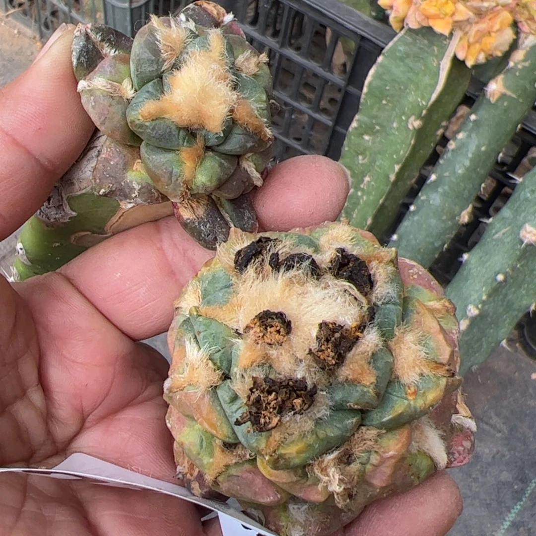 福利两颗大尤牡丹227