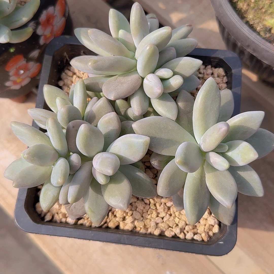 白兰地多肉一物一拍