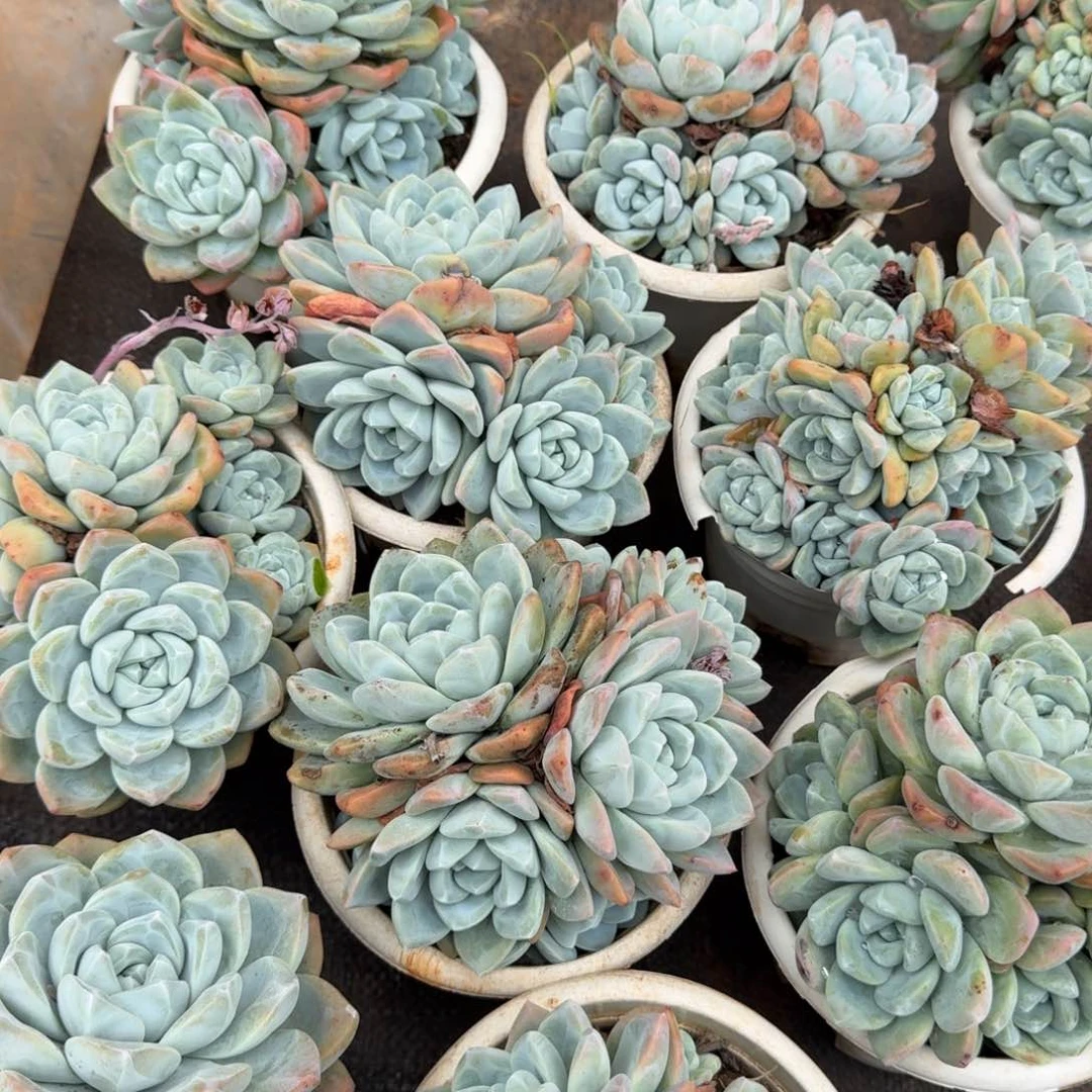 木***宝定向5个冰玉组多肉植物