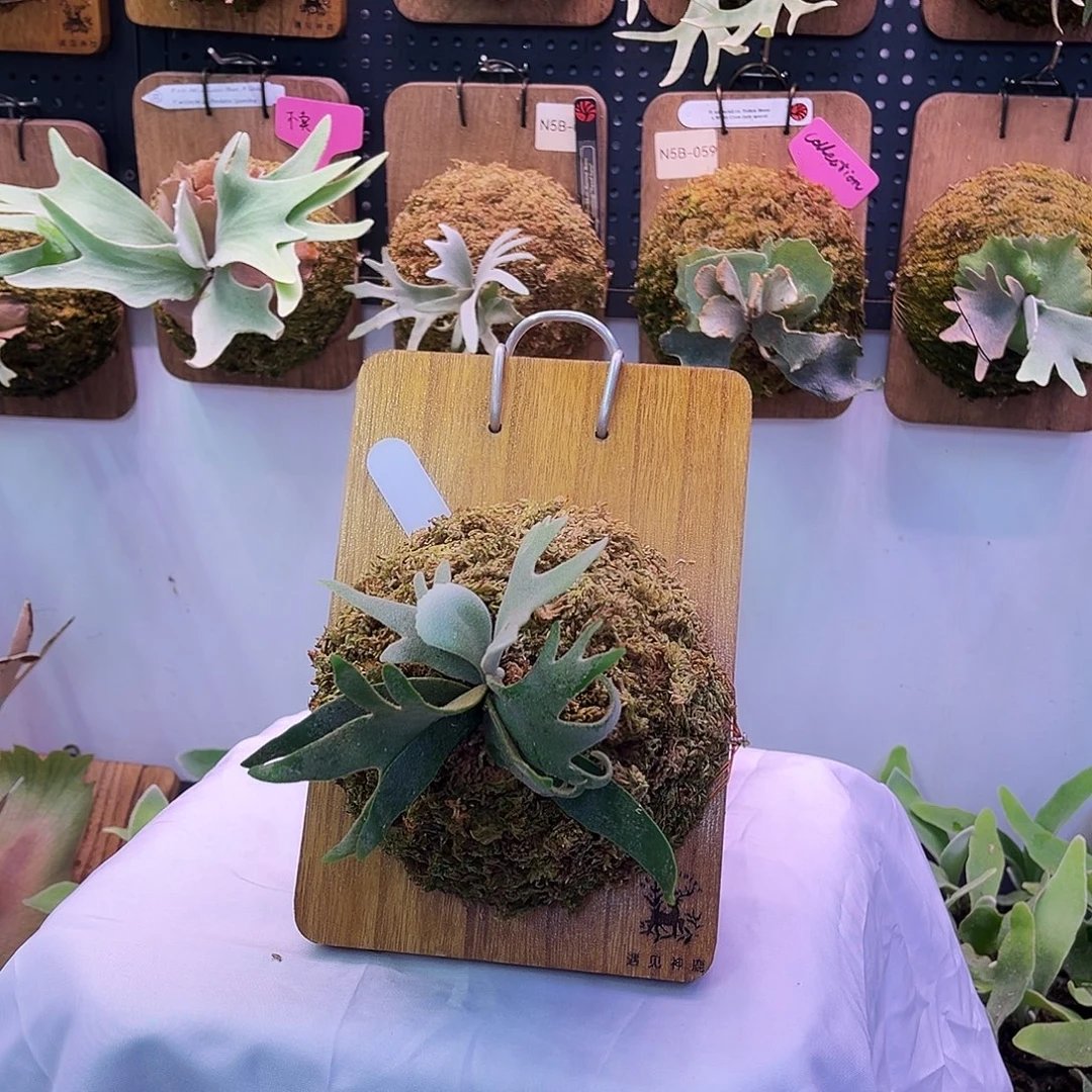 玉女 侏儒爪哇 鹿角蕨