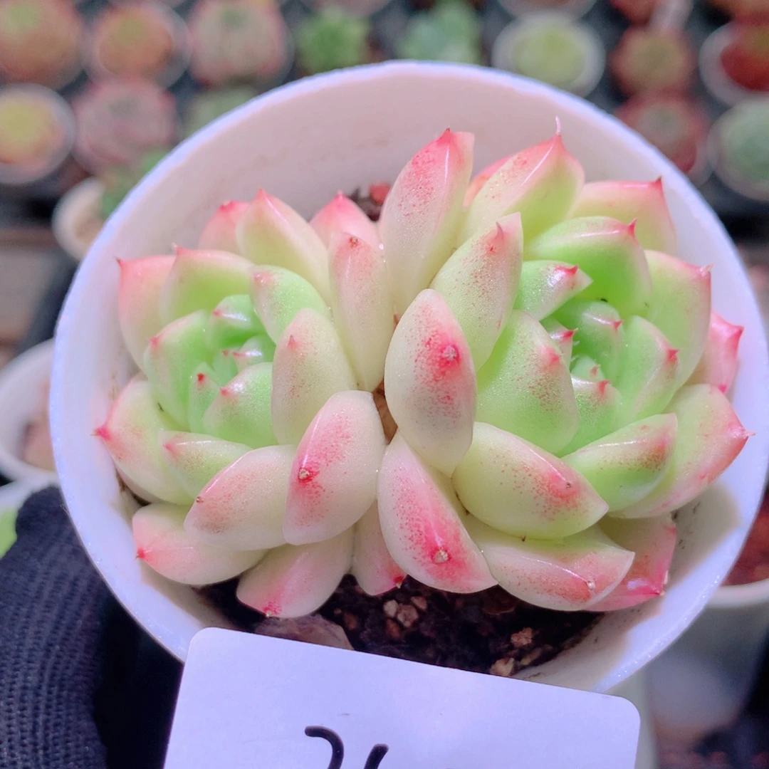 乐然16-345 麦秆双头