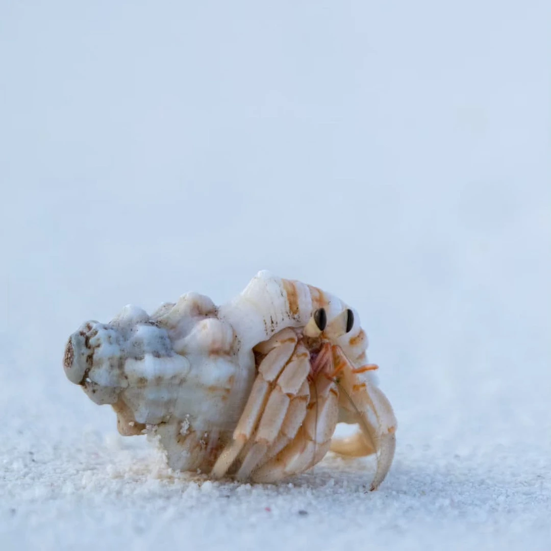 寄居蟹 一物一拍直播间专属补米链接