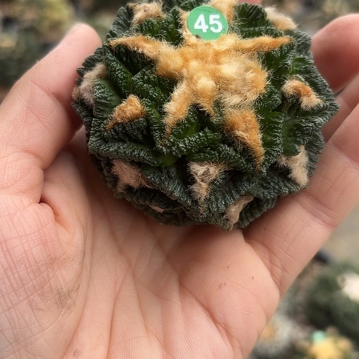 袖蒲苗接落地仙人球45