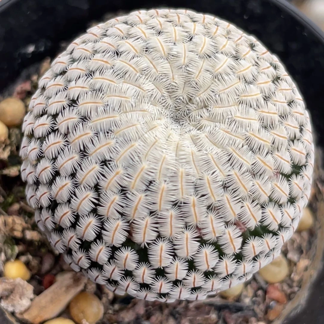 白斜子一物一拍3.6