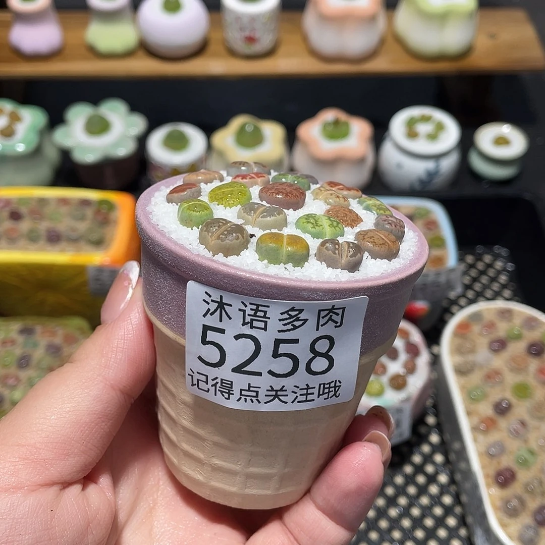 带盆土植物 一物一拍5258