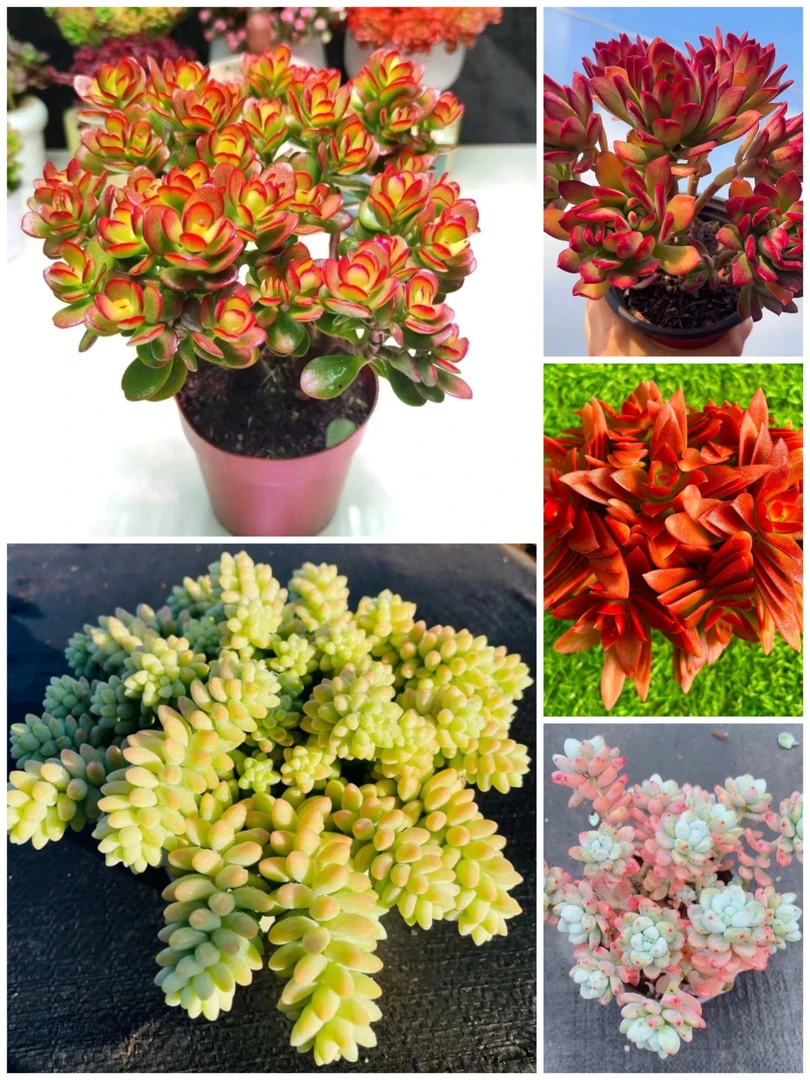 Y年宵花大老桩摇钱树组合【元旦迎新】【年宵纳福】多肉植物 带盆带土