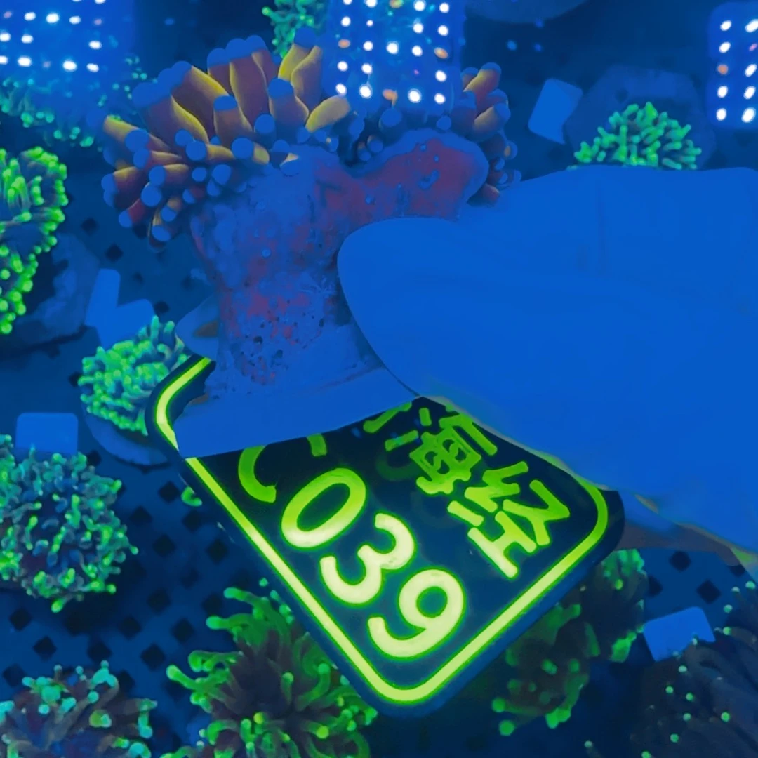 铁****纽扣珊瑚晓晓不包邮露骨肉薄马尼拉金火柴C039