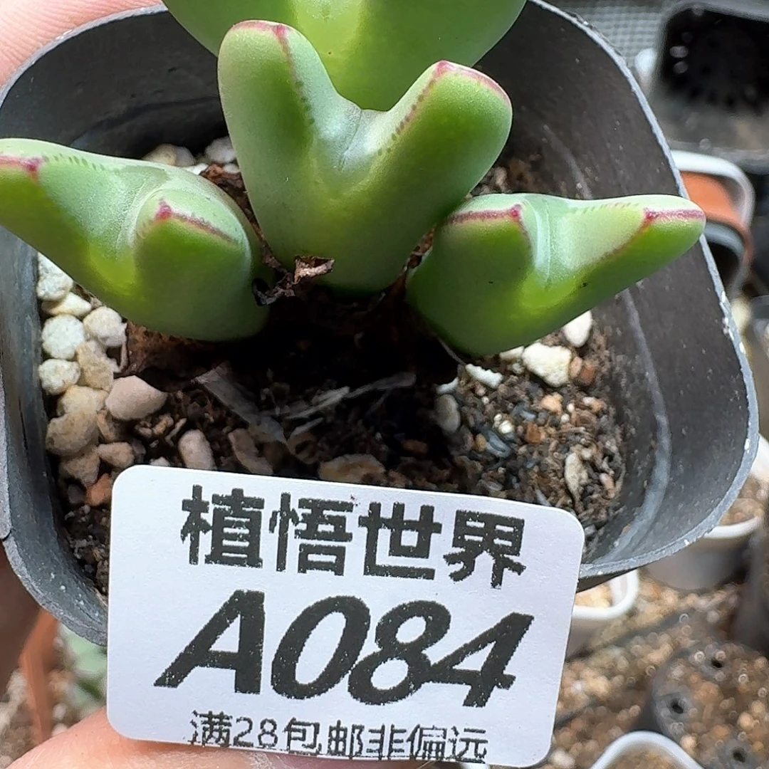 多肉植物的人生rgh