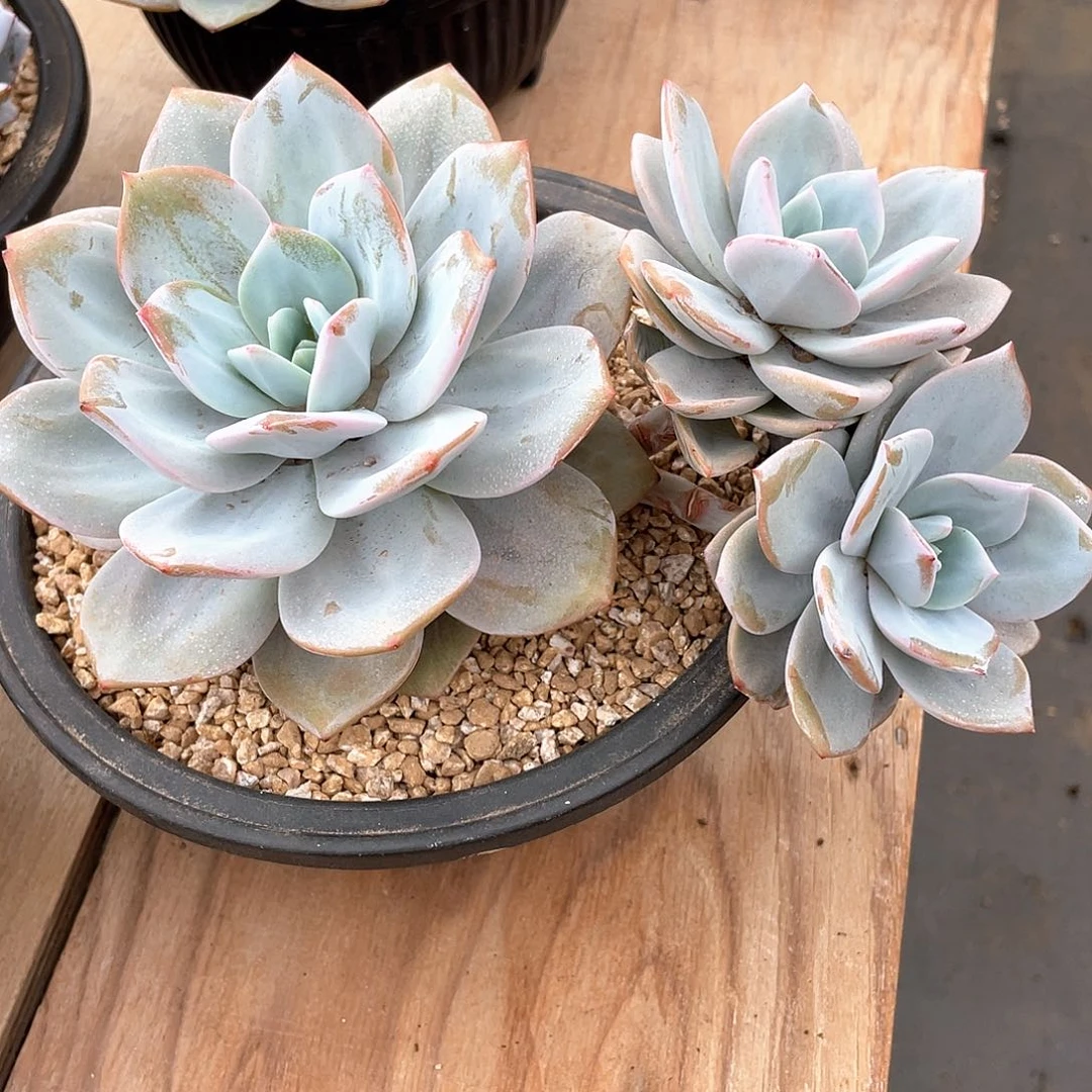 若*多肉植物多肉植物