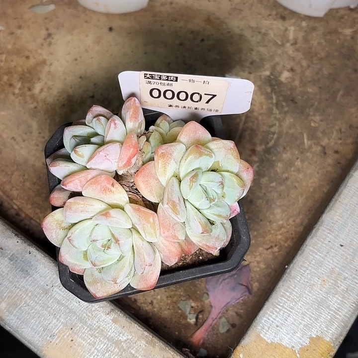 冰玉一物一拍00007