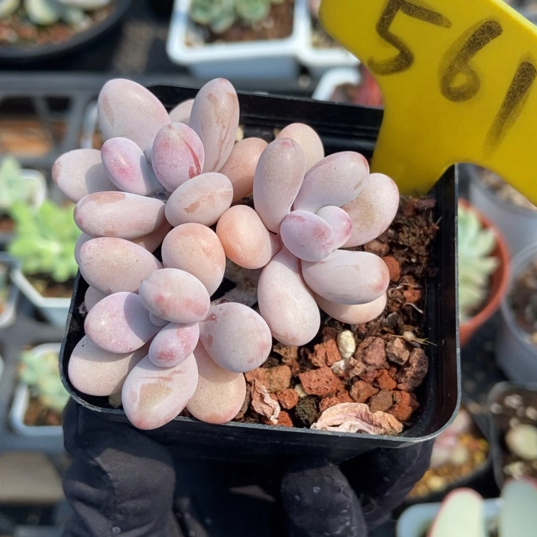 561水光针桃蛋多肉植物保护