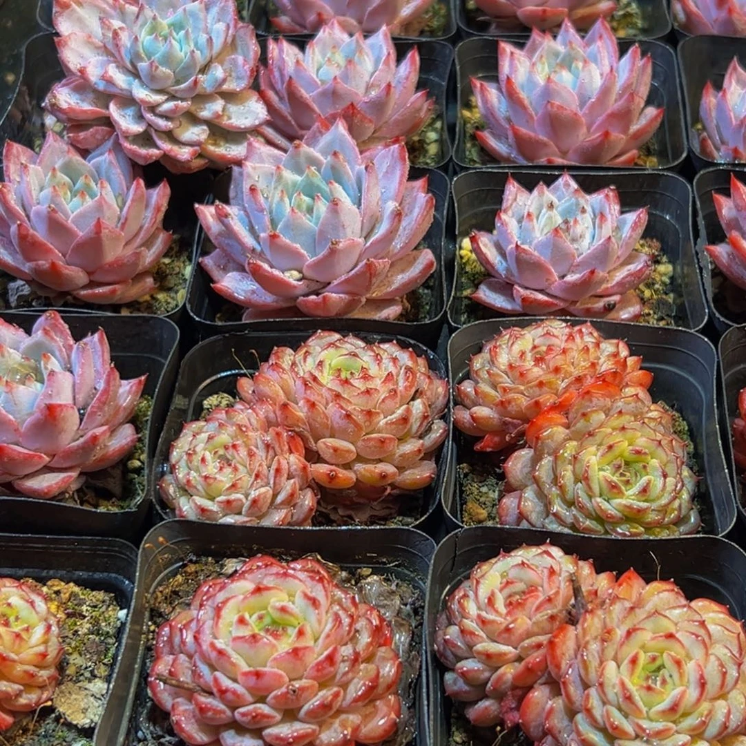 243多肉葡萄的味道真的