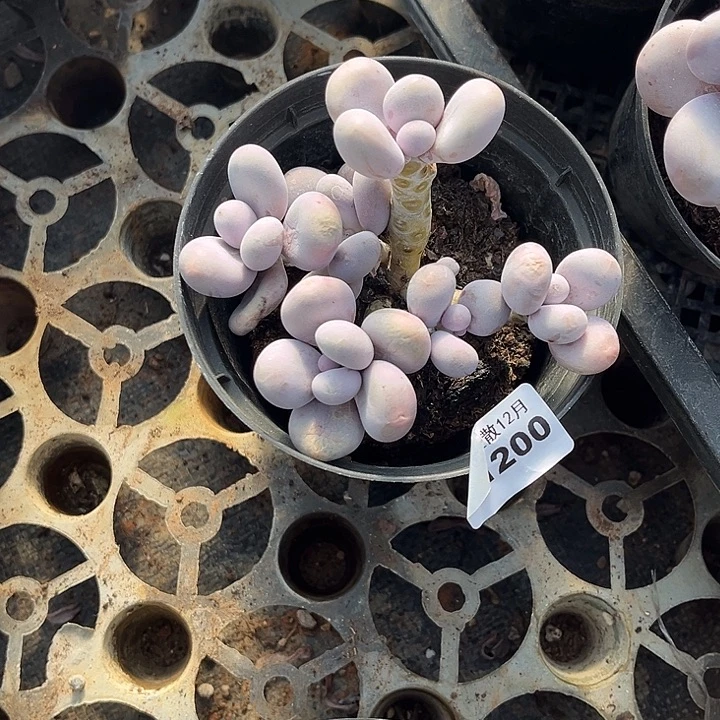 阿雅园艺。      1200奶酪