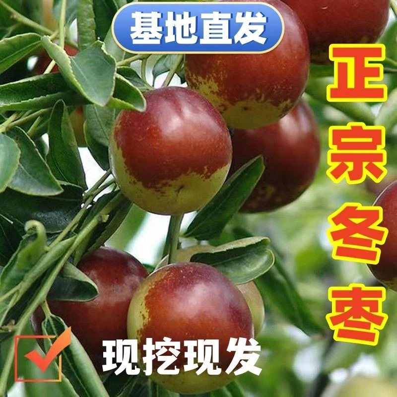【正宗沾化冬枣】冰糖枣树苗庭院植物盆栽地栽阳台南北方种植枣树苗