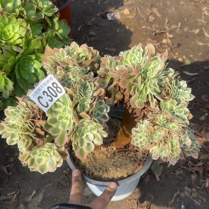 女神缀……多肉植物……